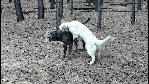 Dog games in the fresh air