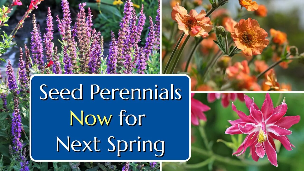 Seed Perennials Now for Next Spring