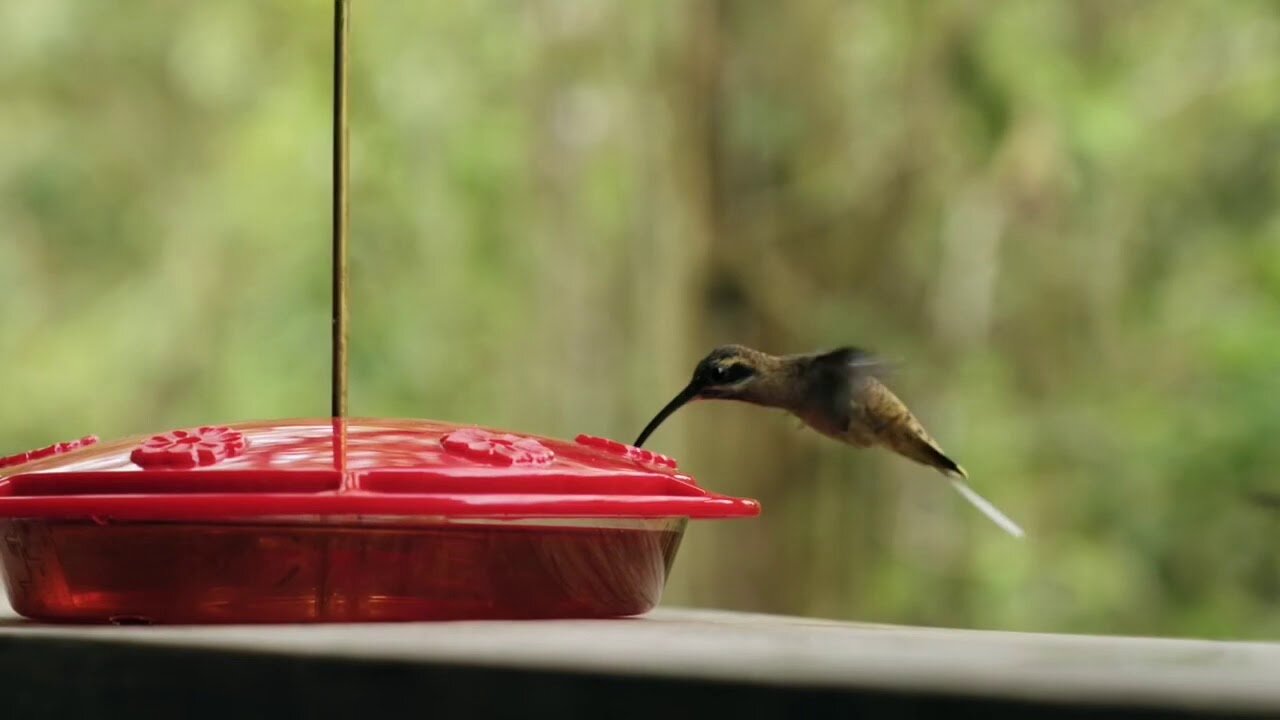 Humming Birds Feeding in Slow Motion - Beautiful Video