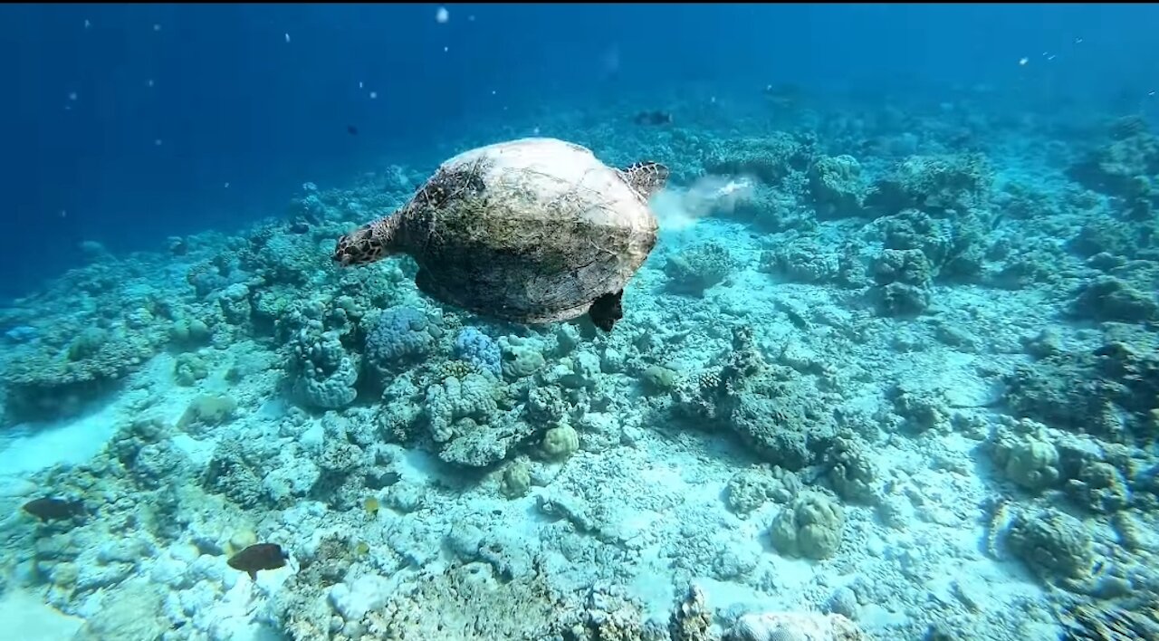 Bubble Rings vs Turtles