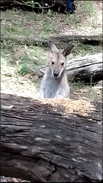 Mini Astrid Is Still With Us💕🦘😁🥰
