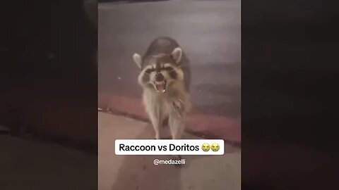 Raccoon did not want that🤣🤣