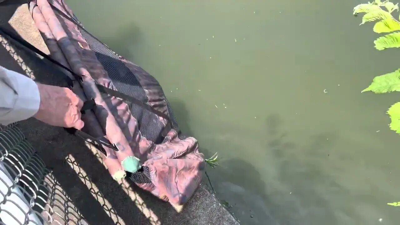 Big carp tackle in Potomac river, Washington DC