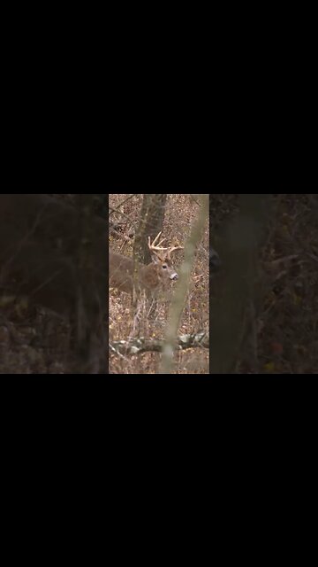 He Wishes! Big Buck Trying To Breed Doe!