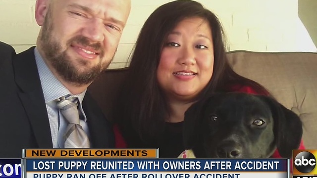 Dog reunited with her family after Flagstaff crash