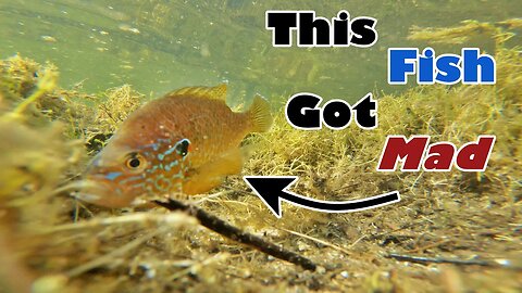 Pumpkinseed Sunfish Defending its Nest