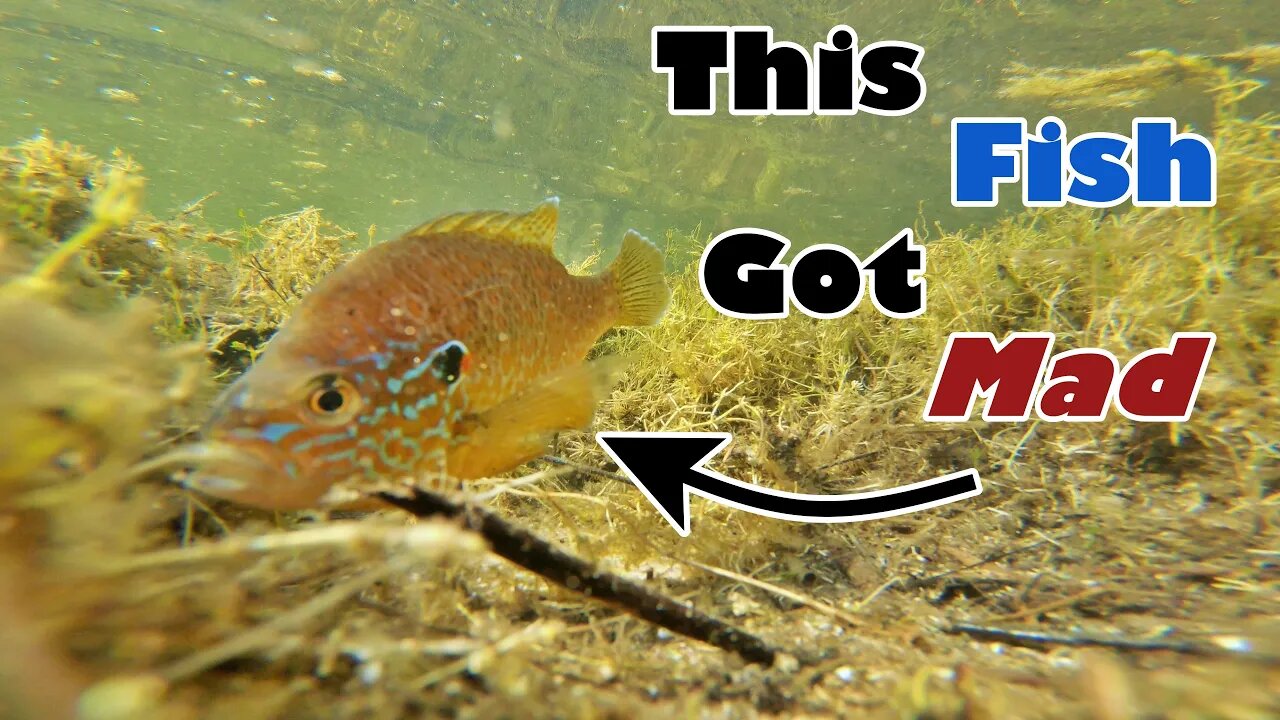 Pumpkinseed Sunfish Defending its Nest