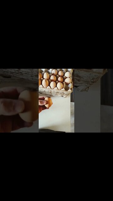 Fertilized egg? What do you think?