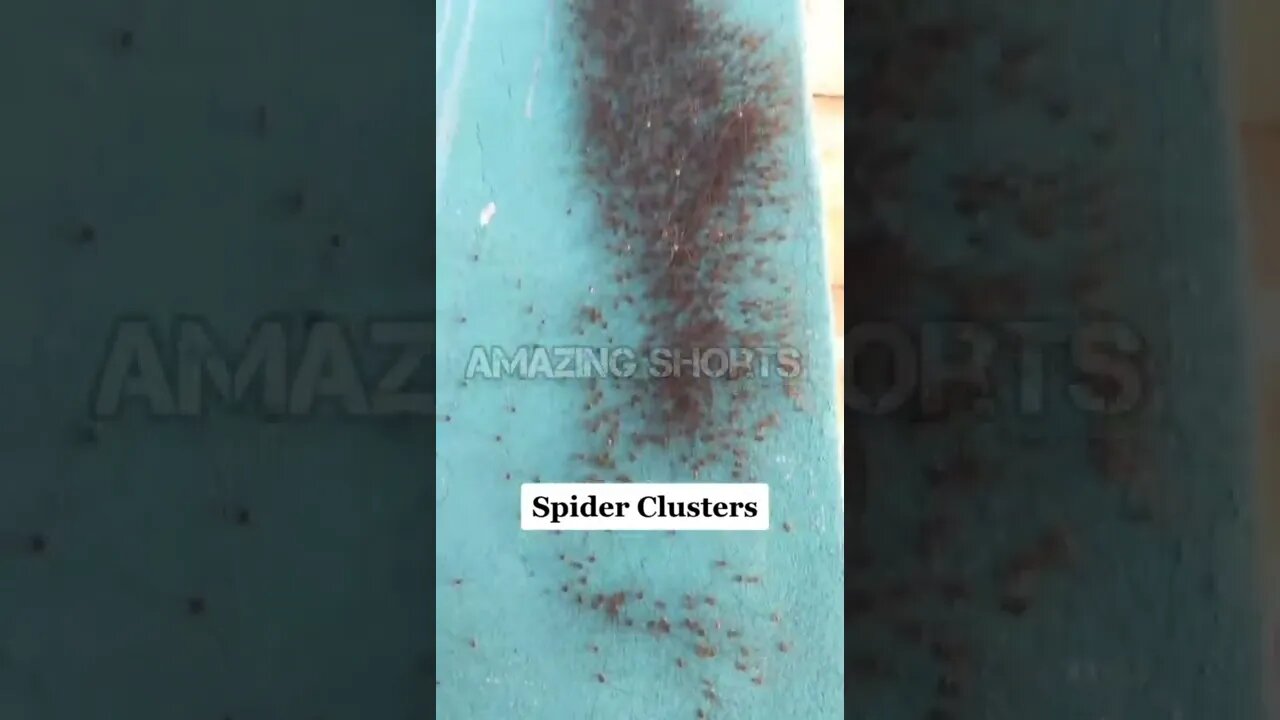 Spider Clusters #shorts #short #shortvideo