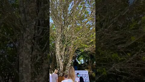 Under the bodhi tree at the Big Buddha, Phuket 🥰