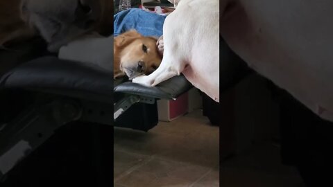 the big dogs getting along.