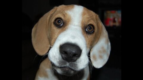 Funny Cute Pets Try not to Laugh!