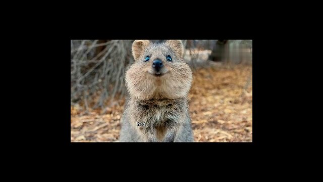 Quokka