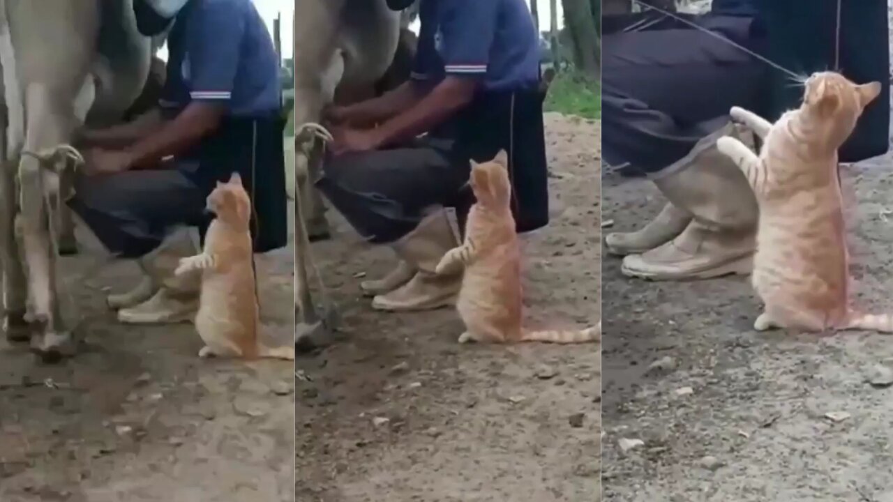 For Cat Lovers 😍