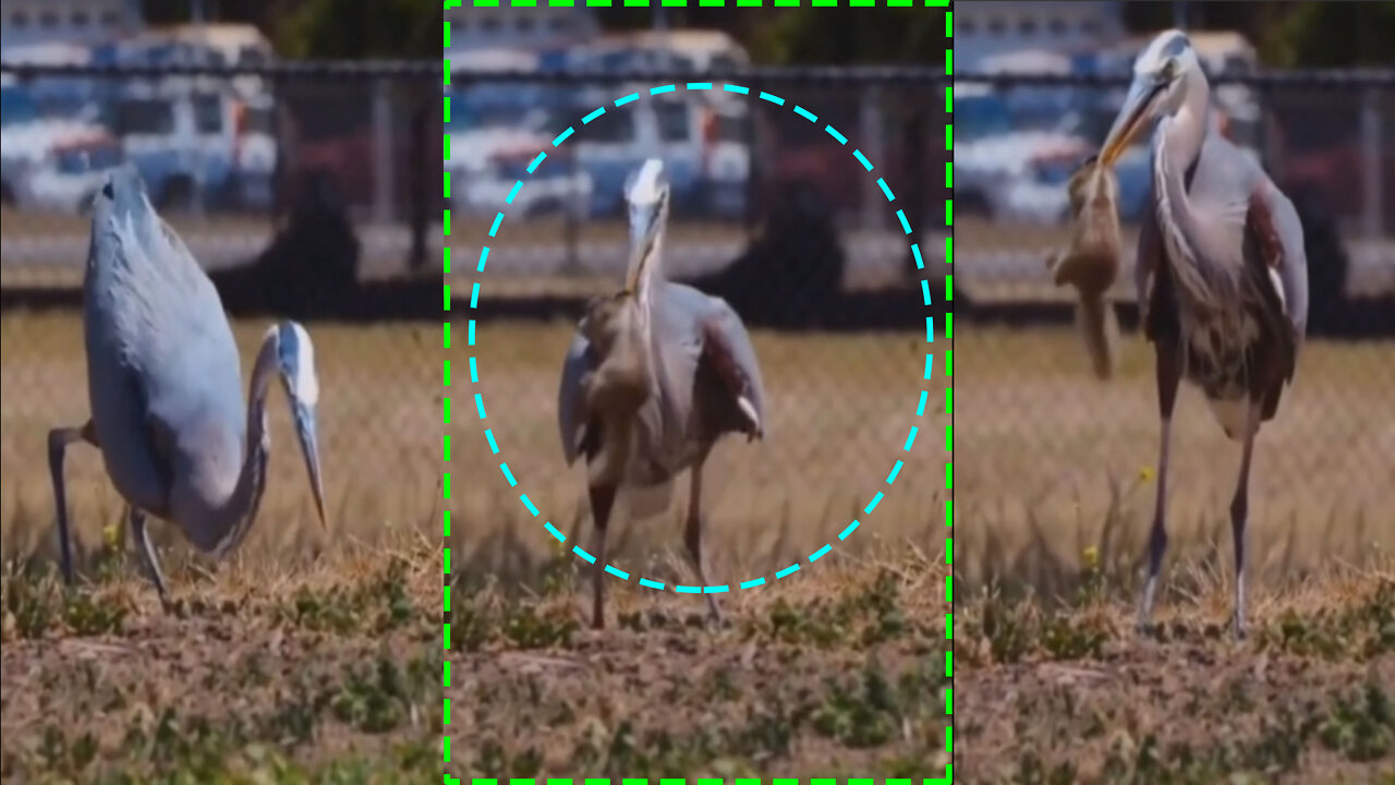 Demoiselle crane Catch the rat | Demoiselle crane Eat Rat