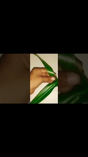 how to make a coconut leaf parrot