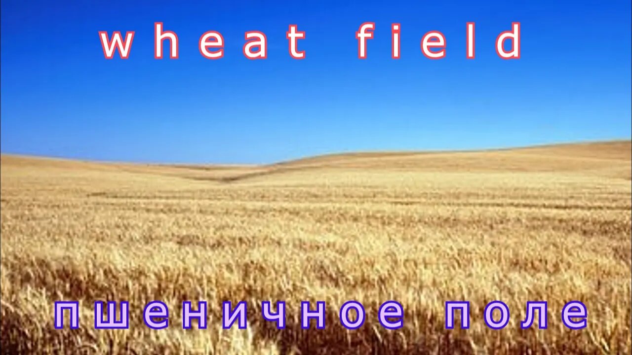 #Wheat field#Пшеничное поле