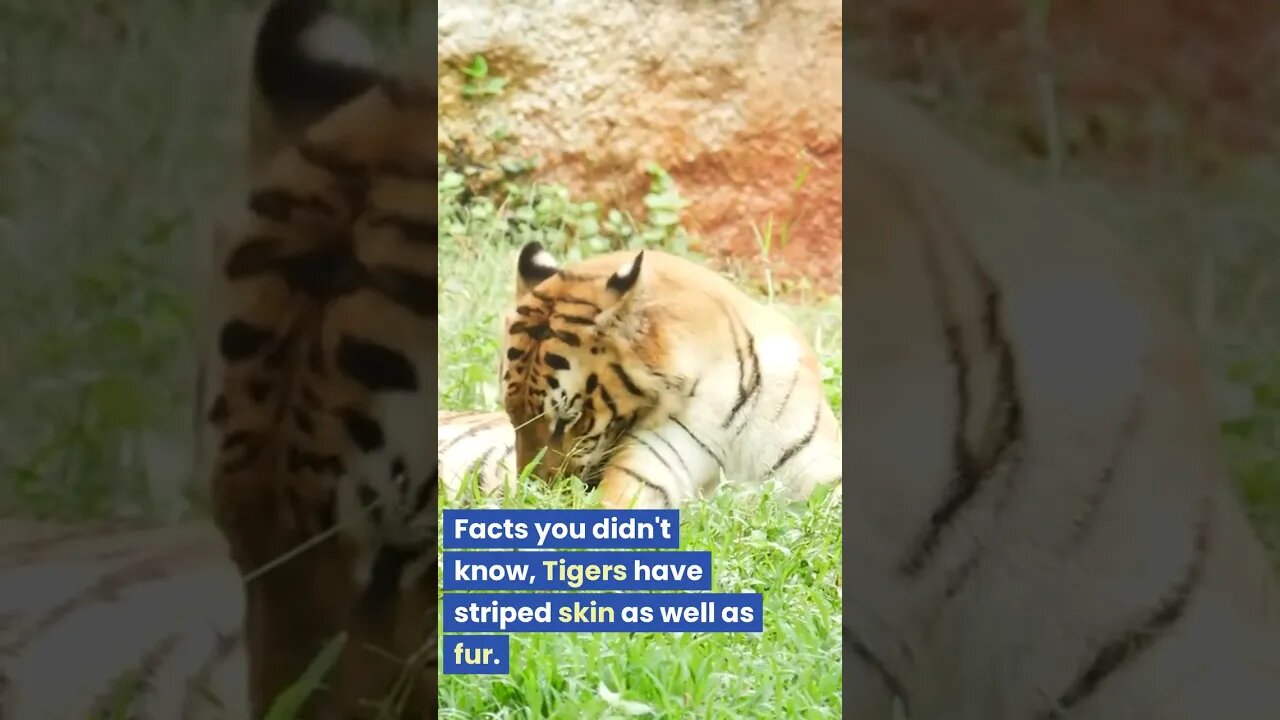 Facts you may not know tigers