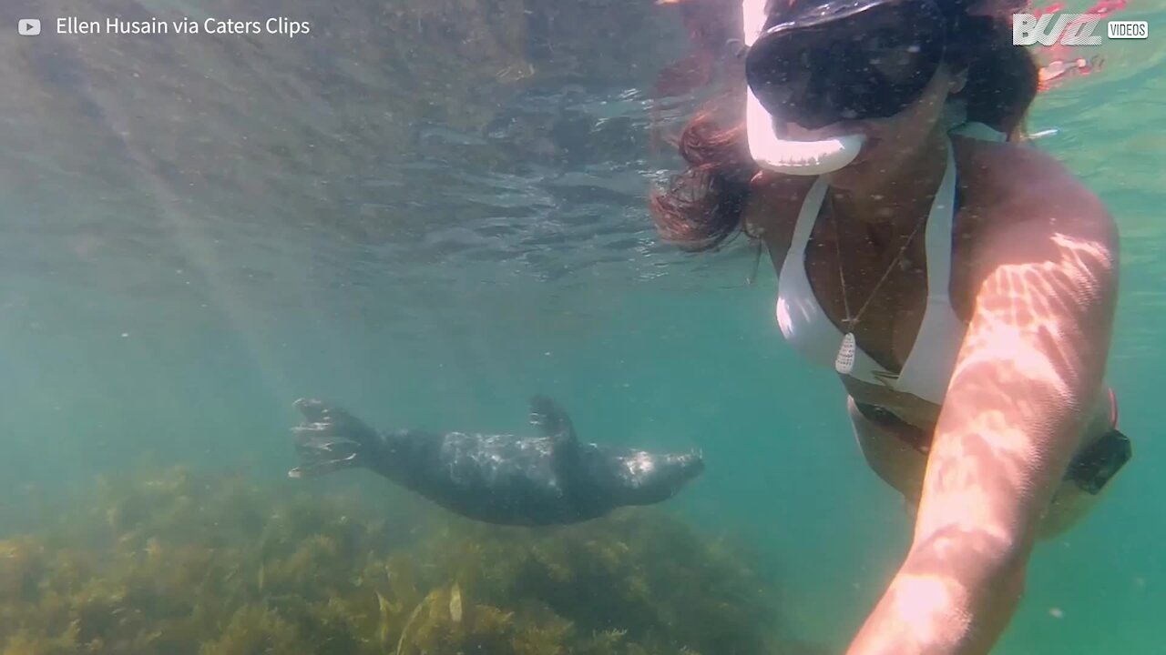 Friendly seal interacts with diver in UK