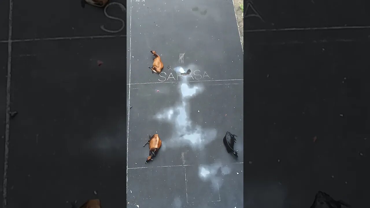 Cows relaxing aerial view. #cows #cow