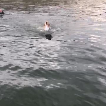 Swimming Dog Helps Other Dog In The Water