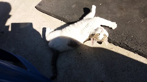 Funny behavior of a baby cat(76day old cat - part3)