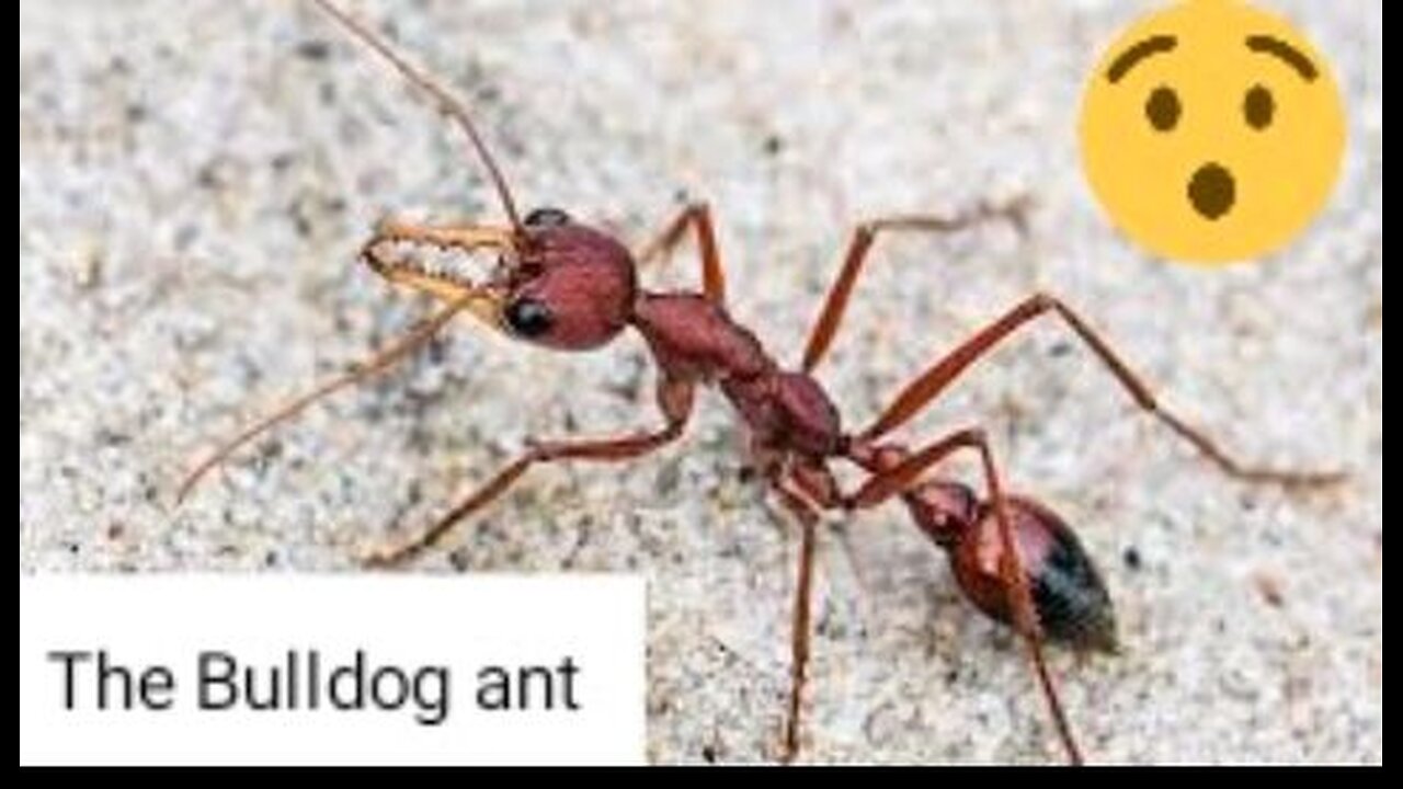 Bulldog Ant