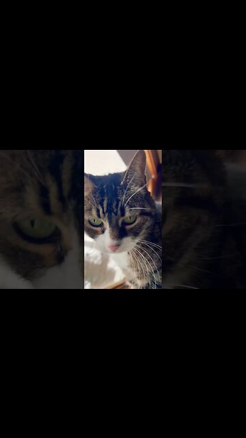 Little Cat Does a Sniff 🐈‍⬛