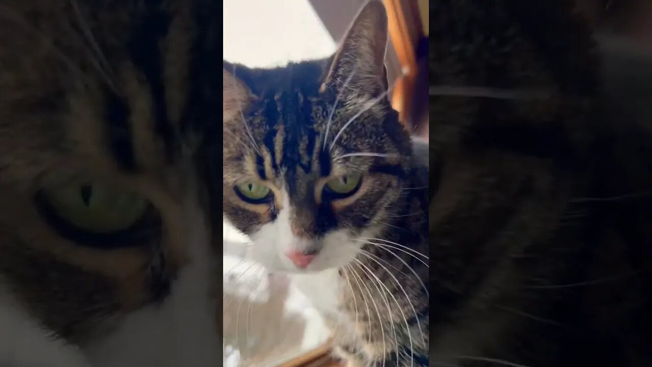 Little Cat Does a Sniff 🐈‍⬛