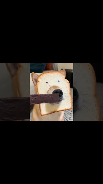 cutest dog and funniest 🤣 #dog