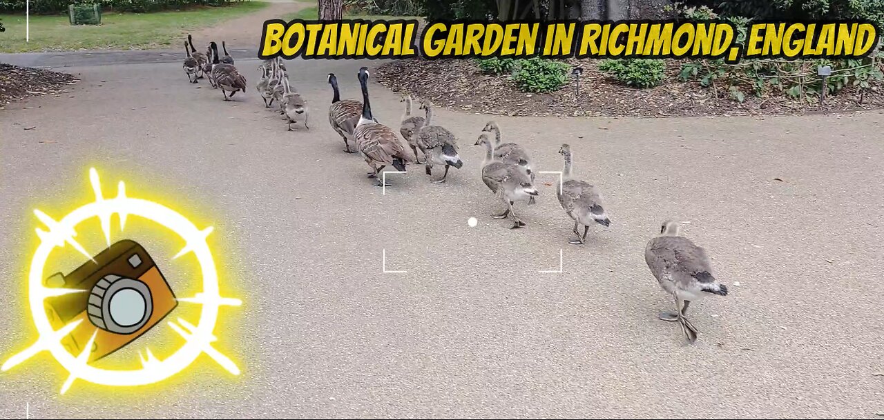 Cheerful Geese | Royal Botanic Gardens, Kew (London) #viral #london #geese