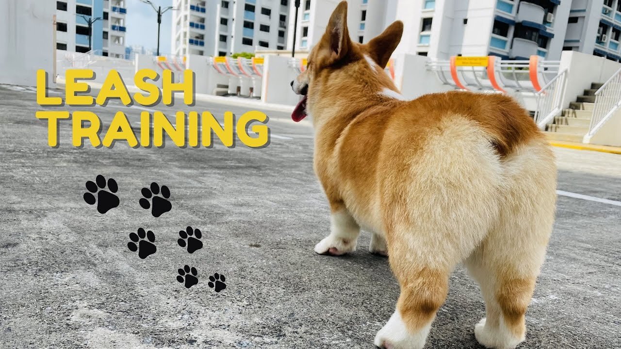 Shinji The Corgi- My First Leash Training