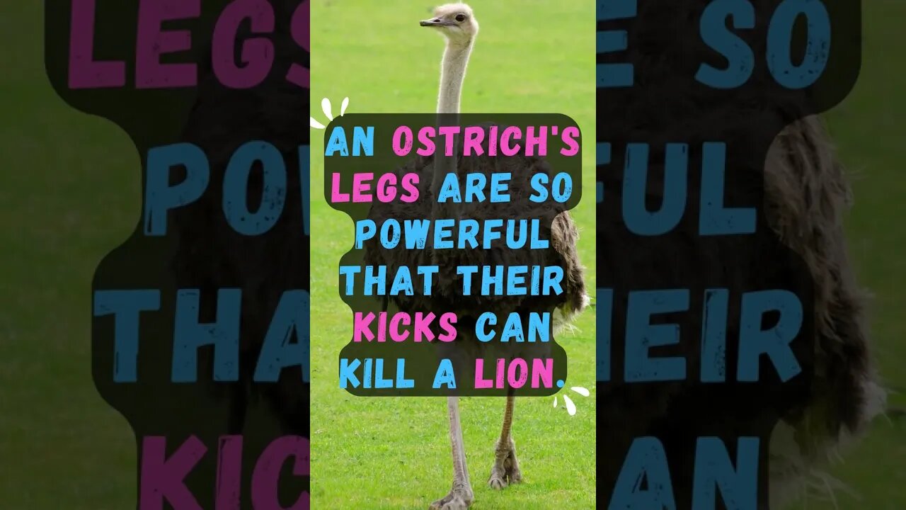 𓅦Discover Fascinating Animal Facts👀 #shorts #shortsfact #animalfacts #ostrich #lion