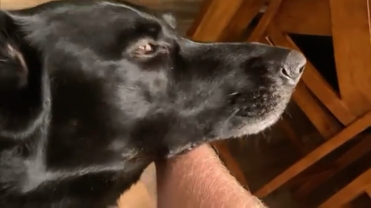 German Shepherd Burps In My Face & Smiles