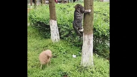 Cat climbs tree to escape from little dog.