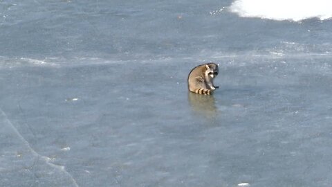 Raccoon dying from rabies
