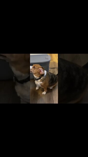 Banchee the Beagle Begging 4 Table Food