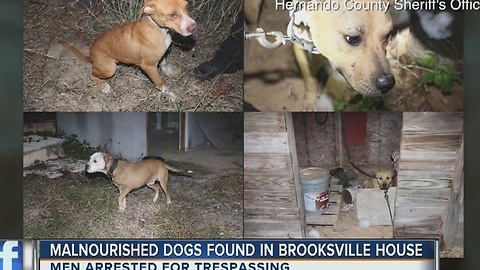 Malnourished dogs found in Brooksville house