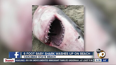 Baby shark washes up on Carlsbad beach
