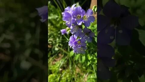 Vermont gardening season 2023