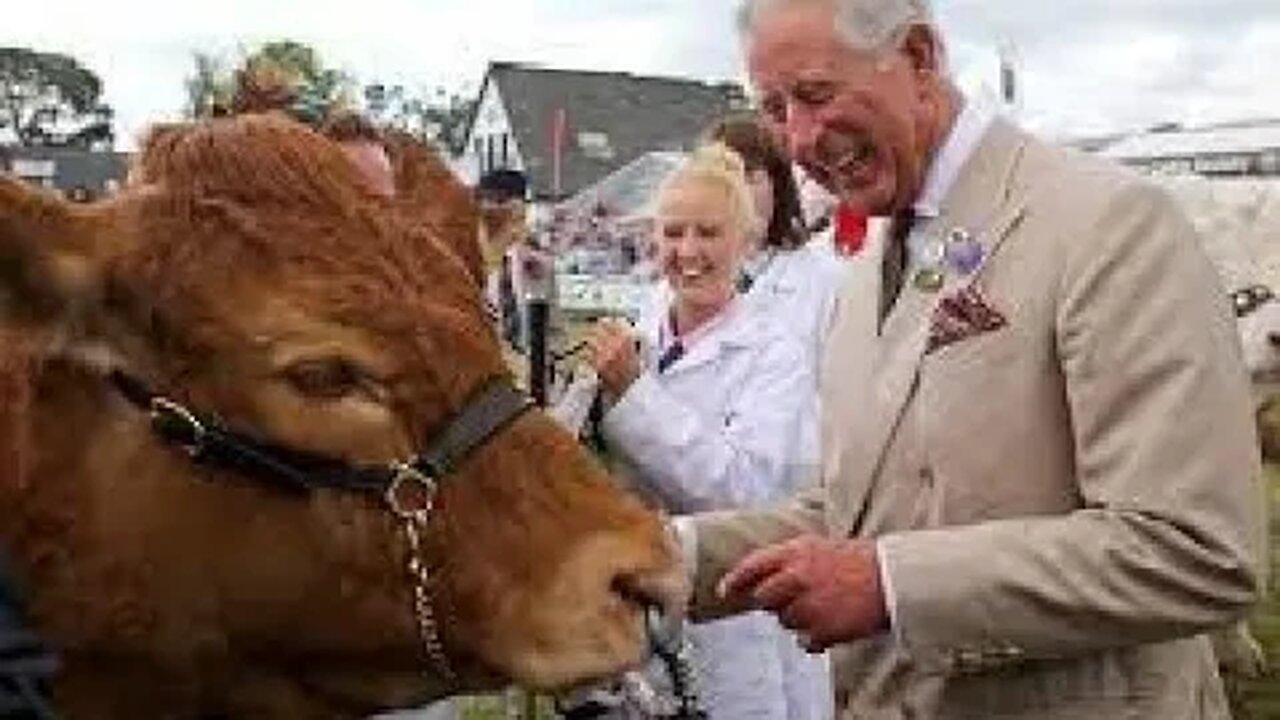 VIRAL NEWS! RED HEIFER ASTOUNDING KING VERIFICATION THE THIRD TEMPLE & THE BLOOD COVENANT WITH MANY!