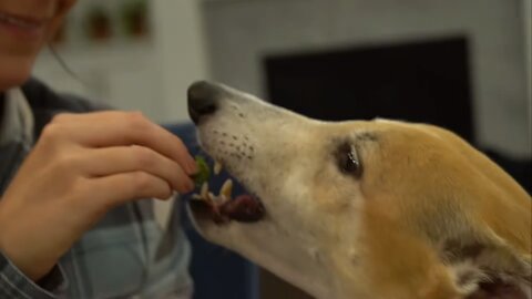 A Greyhound Tries Fruits And Vegetables