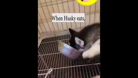 cute husky puppy's||#shorts