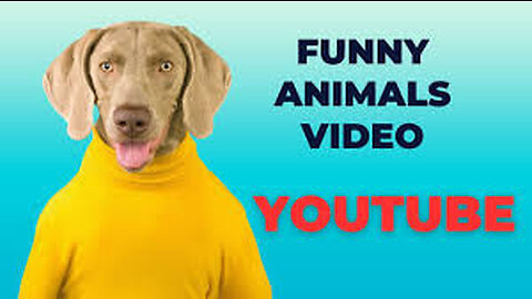 Animal funny videos
