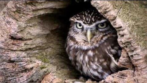 Ce hibou protège ses petits avec grâce