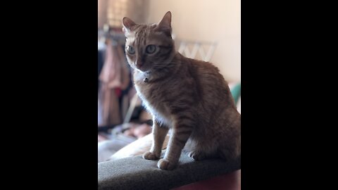 Im a finger hunting cat!!!!