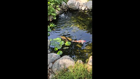 This is so beautiful ❤️❤️