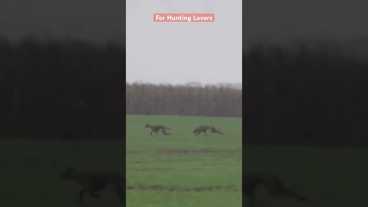 خمن من سيفوز الأرنب أم الكلاب السلقان؟Unexpected result 😁 Who will win the Hare or the Greyhounds?