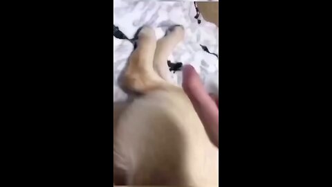 funny dogs videos