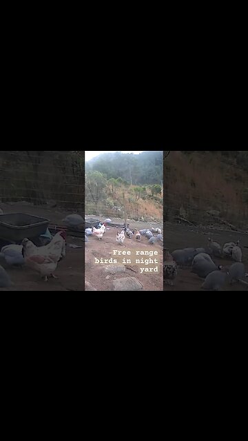 Farm surveillance. Free range birds